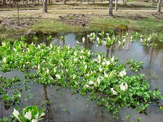 上三依水生植物園.jpg