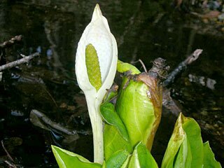 大沼水芭蕉