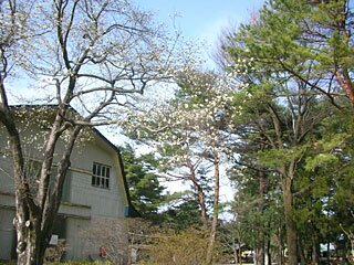 千本松牧場桜