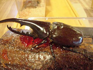 ヘラクレス